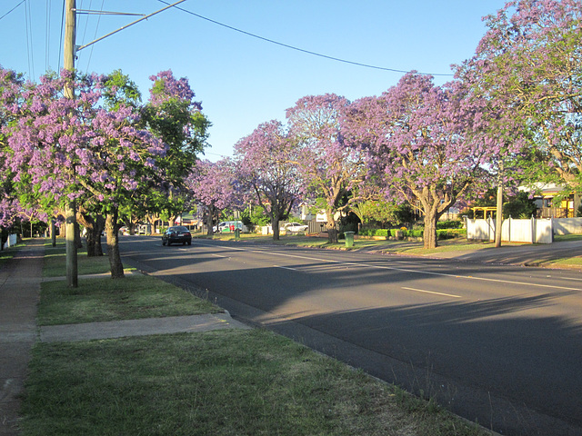 Jacarandas 112016 1839 Jacarandas 112016 1839