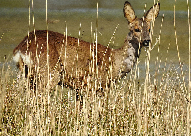 20170406 0280CPw [D~MS] Reh (Capreolus capreolus), Rieselfelder, Münster