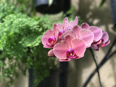 Longwood Orchids