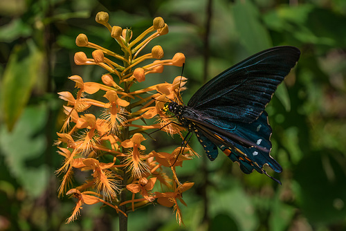 Platanthera ciliaris (Yellow Fringed orchid) and Battus philenor (Pipevine Swallowtail butterfly)