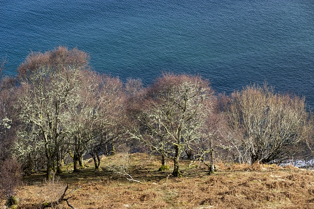 Colourful birches near Rubha na' Leac from Hallaig path