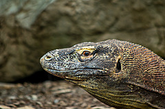 Komodo dragon