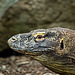 Komodo dragon