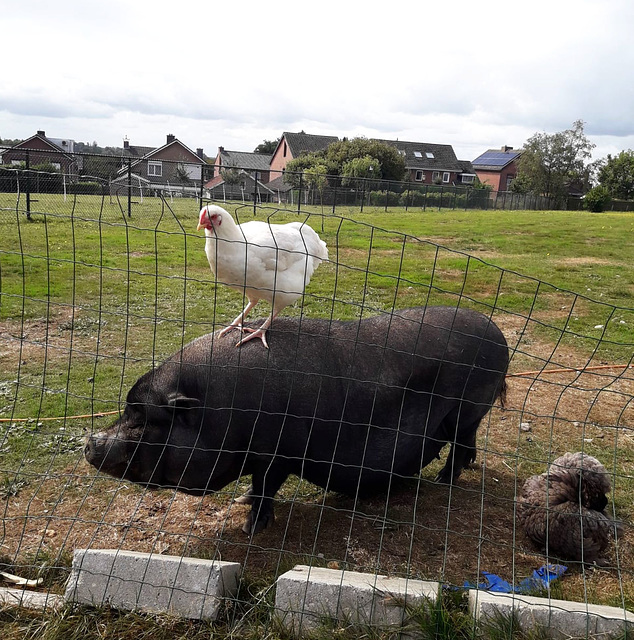 ...die Aachener Stadtmusikanten wünschen HFF...