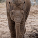 Young elephant2