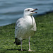 EOS 90D Peter Harriman 14 20 29 31767 babyGull dpp