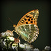 Argynnis paphia ♀