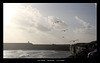 Gulls patrol West Beach - Newhaven - 2 11 2020