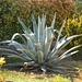 Agave*************