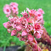 Hauswurz (Sempervivum)