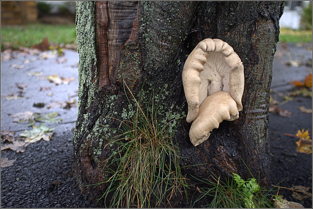 One of the pleasant things about dark, wet weather in October