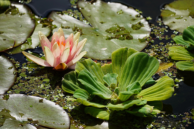 Wassersalat und Seerose - Water cabbage and water lilies