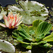 Wassersalat und Seerose - Water cabbage and water lilies