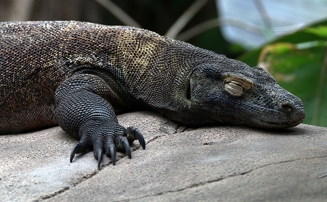 Gentil le varan de komodo quand il fait dodo ...