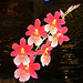 002 Orchideenzauber (Calanthe- Art)