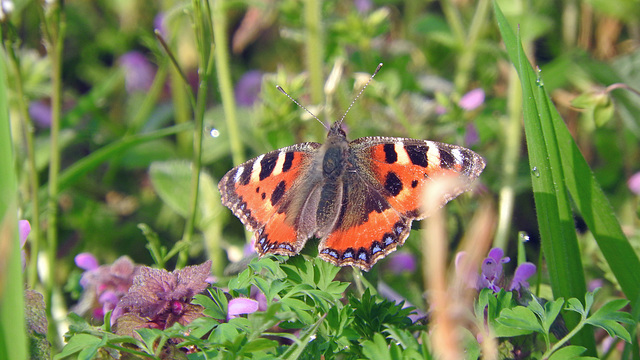 Small Tortoiseshell