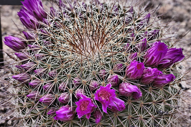 Mammillaria melanocentra subsp. rubrograndis – Desert Botanical Garden, Papago Park, Phoenix, Arizona