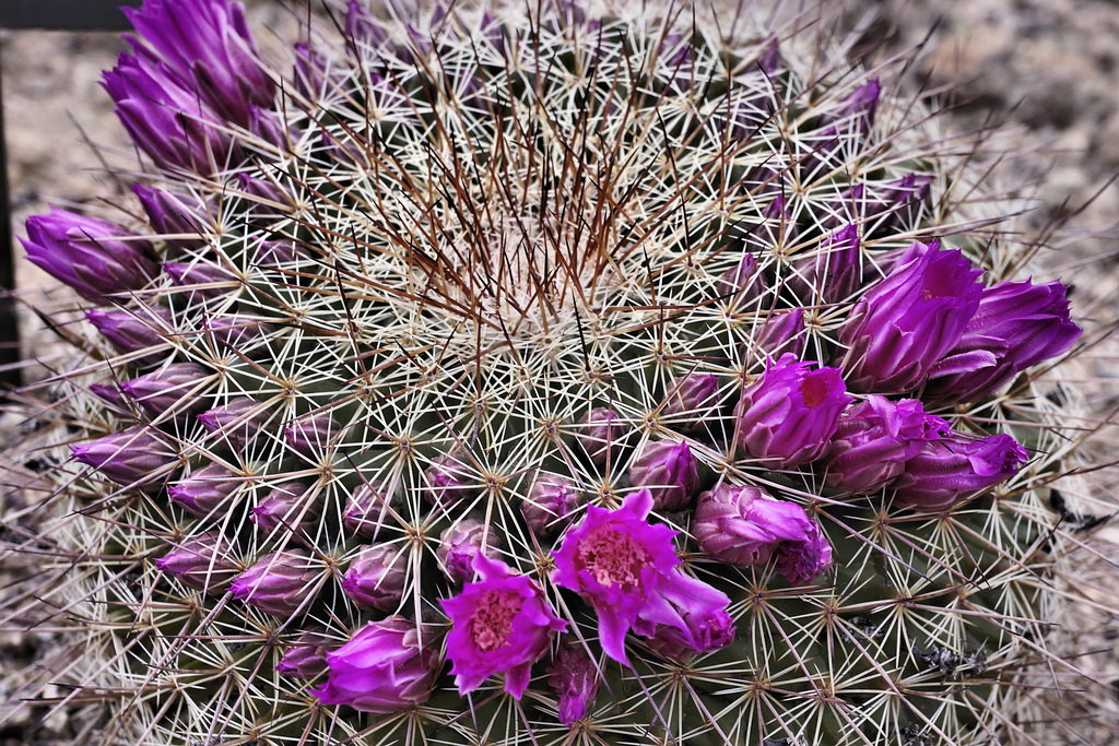 Mammillaria melanocentra subsp. rubrograndis – Desert Botanical Garden, Papago Park, Phoenix, Arizona