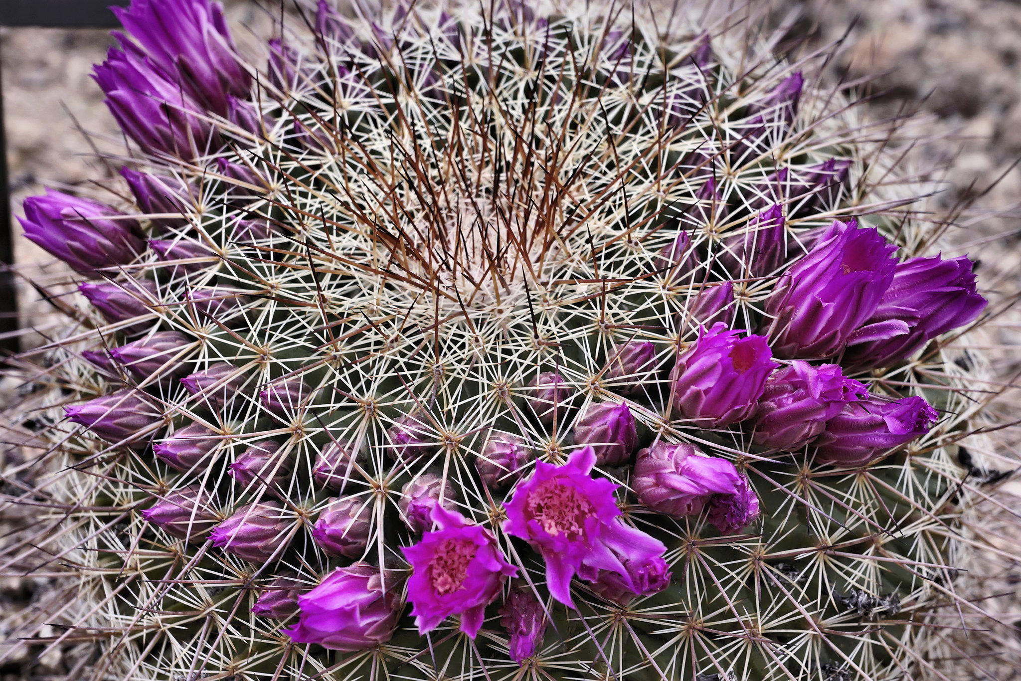 Mammillaria melanocentra subsp. rubrograndis – Desert Botanical Garden, Papago Park, Phoenix, Arizona
