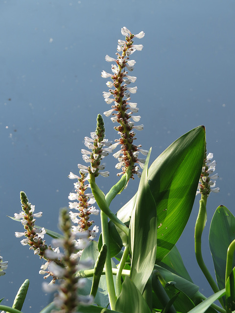 Pontederia cordata