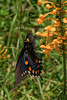 Platanthera ciliaris (Yellow Fringed orchid) and Battus philenor (Pipevine Swallowtail butterfly)