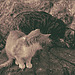Benzenraderhof katten (3)