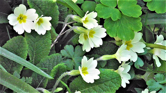 My first feeling that Spring was on its way- seeing primroses