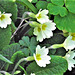 My first feeling that Spring was on its way- seeing primroses
