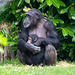 Chimp and baby