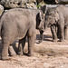 Young elephants