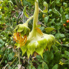 Sonnenblume mit Ableger lässt den Kopf hängen