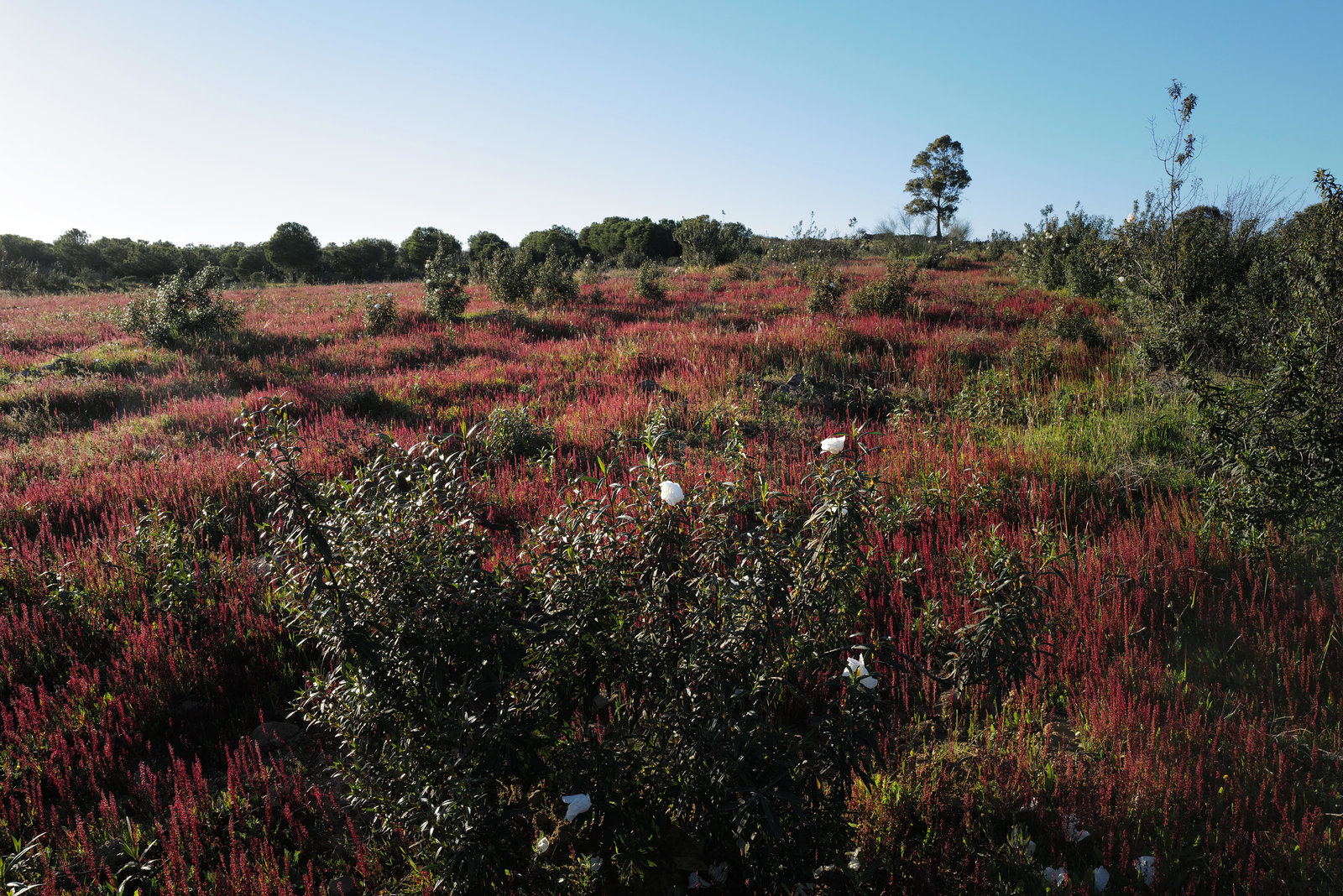 Rumex bucephalophorus, Caryophyllales