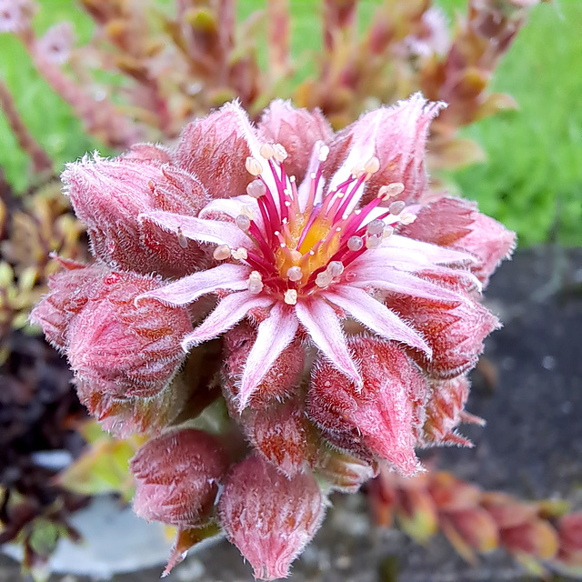 Hauswurz (Sempervivum)