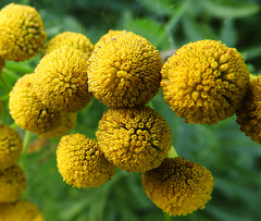 Tanacetum