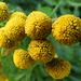 Tanacetum