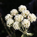 Heartleaf Buckwheat
