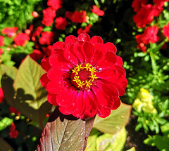 NO HFF :)) Close-up test NO HFF :)) Close-up test