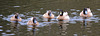 Khaki Campbell Ducks......they kept to the middle of the pond