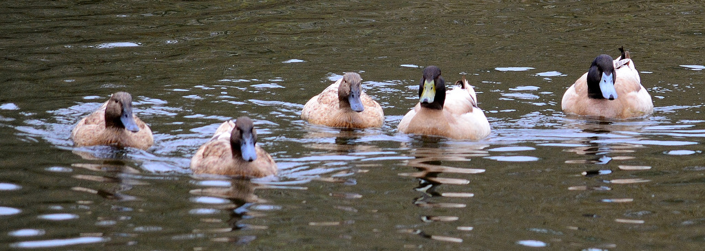 Khaki Campbell Ducks......they kept to the middle of the pond
