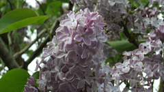 The pale purple lilac is lovely and scented
