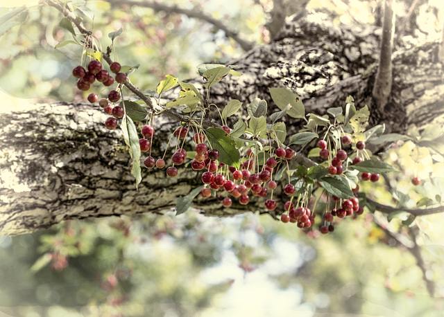 binney-berries3