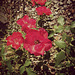 Les dernières roses