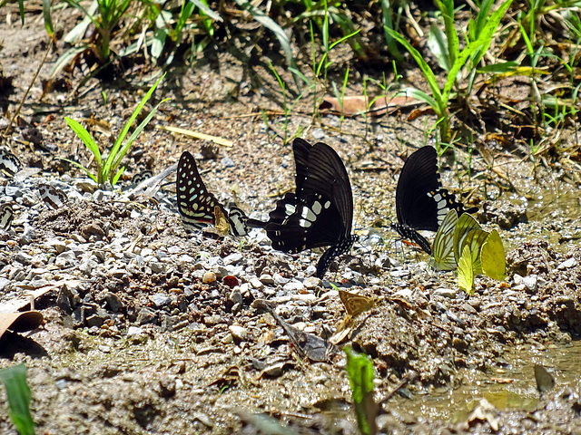 Butterflies in National Park  Khao Yai_Thailand