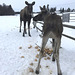 moose from behind