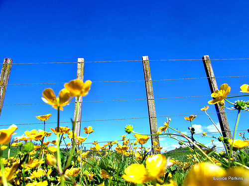 Buttercup fence.