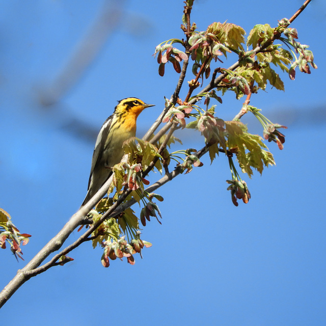 Day 4, Blackburnian Warbler,  Pt Pelee