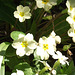 There was so many primrose plants on the drive