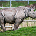 Young rhino