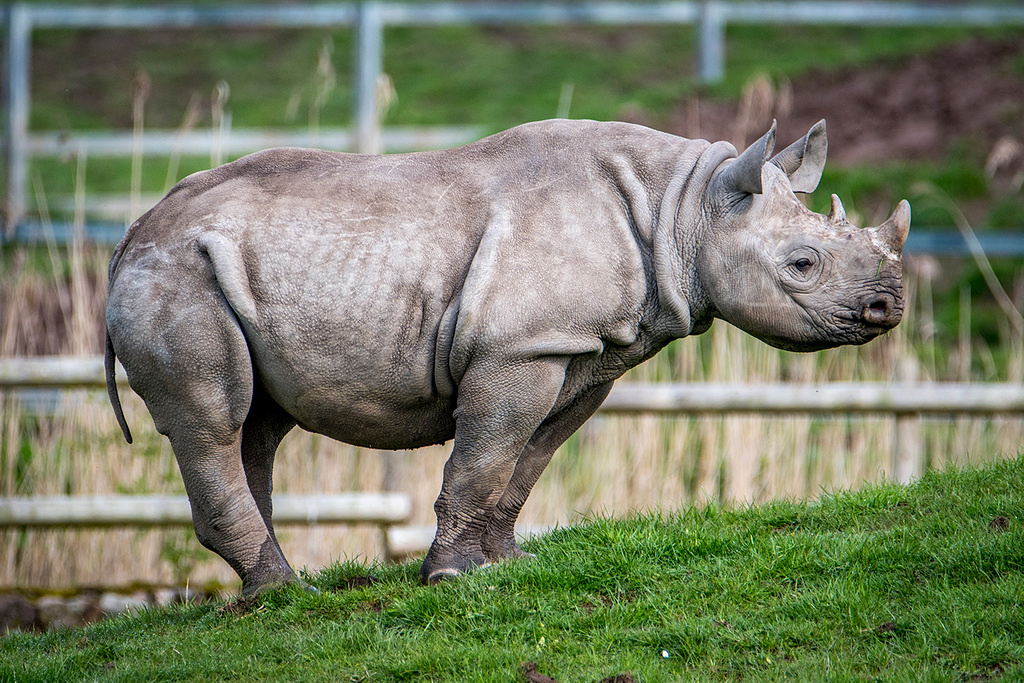 Young rhino