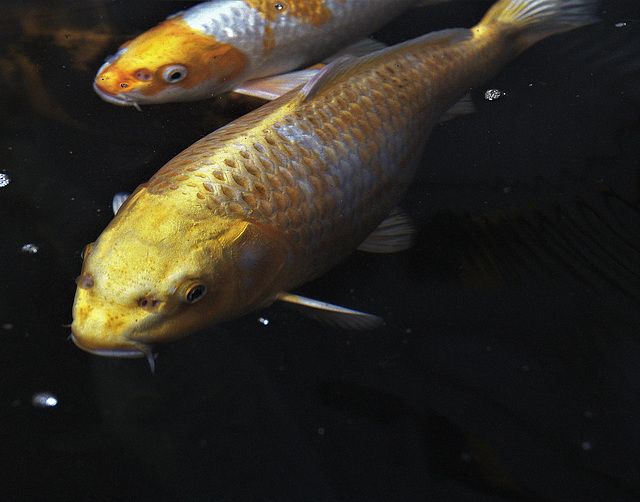 Impressions Of Koi Carp Whooshing Around Impressions Of Koi Carp Whooshing Around